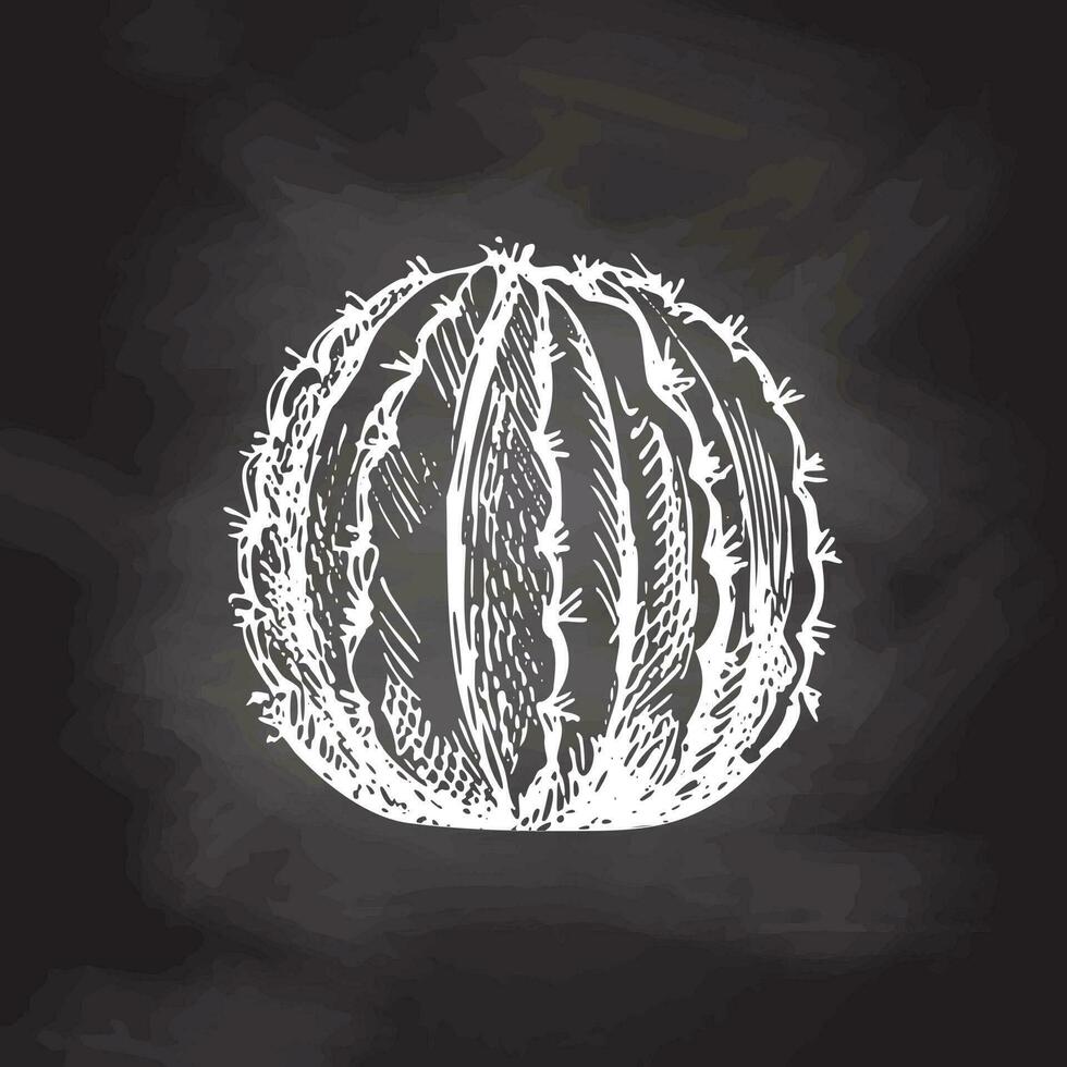 Hand drawn vector sketch of a cactus. White element isolated on chalkboard background. Vintage illustration. Element for the design of labels, packaging and postcards.