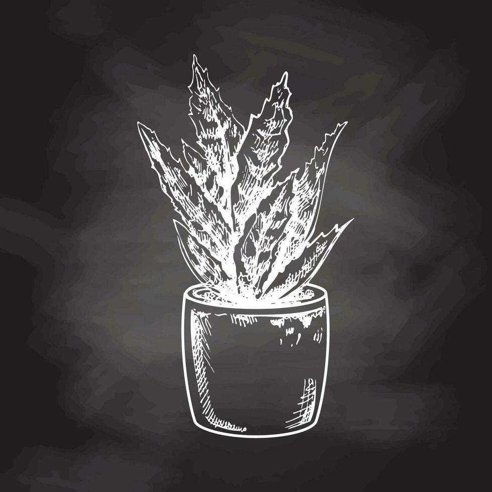 Hand drawn vector sketch of a succulent in a pot. White element isolated on chalkboard background. Vintage illustration. Element for the design of labels, packaging and postcards.