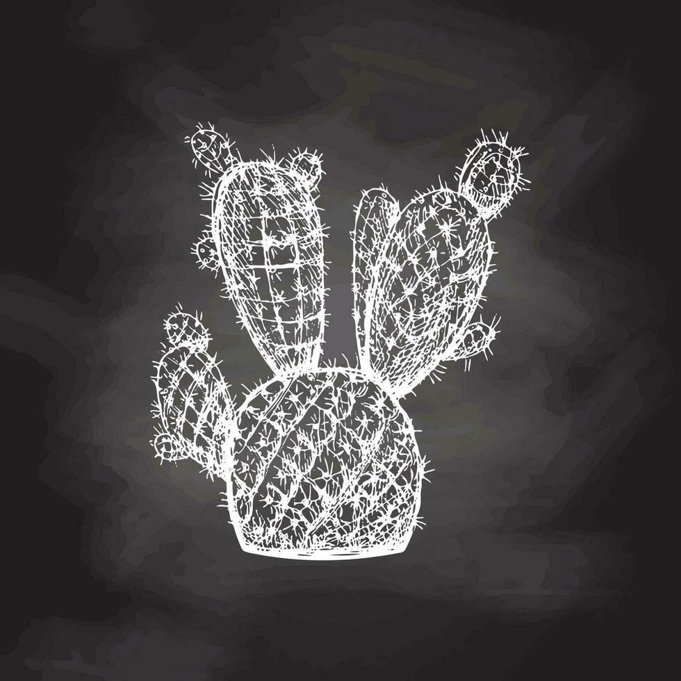 Hand drawn vector sketch of a cactus. White element isolated on chalkboard background. Vintage illustration. Element for the design of labels, packaging and postcards.