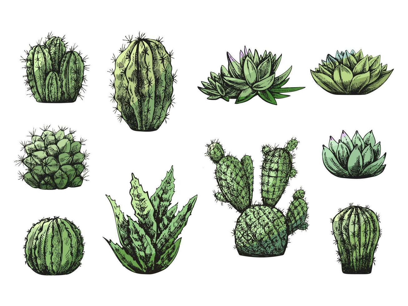 Vector set of hand drawn sketch of green cacti  and succulent plants. Isolated elements for design. Vintage illustration.  Elements for the design of labels, packaging and postcards.