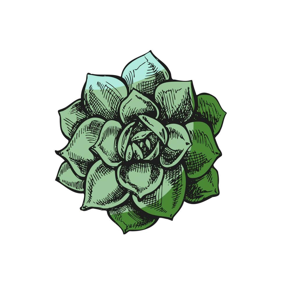 Hand drawn colored vector sketch of a succulent. White element isolated on chalkboard background. Vintage illustration. Element for the design of labels, packaging and postcards.