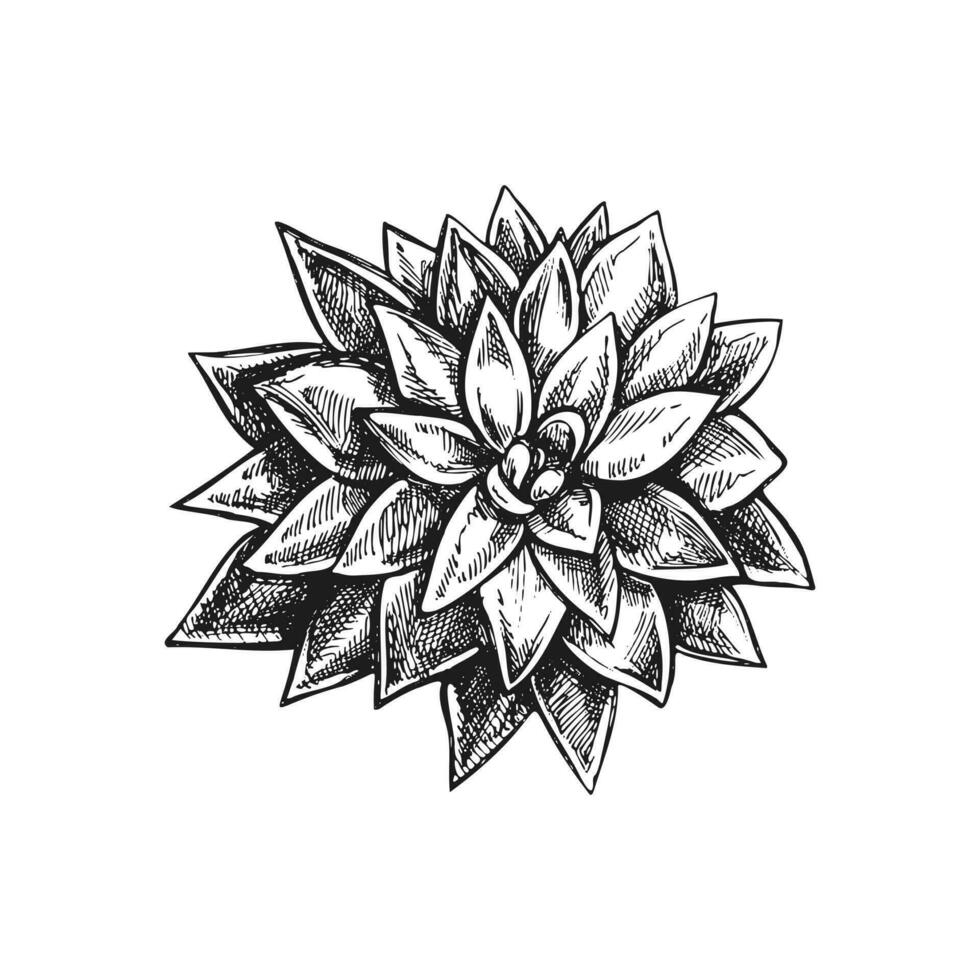 Hand drawn vector sketch of a succulent. Isolated element for design. Vintage illustration. Element for the design of labels, packaging and postcards. Monochrome drawing.