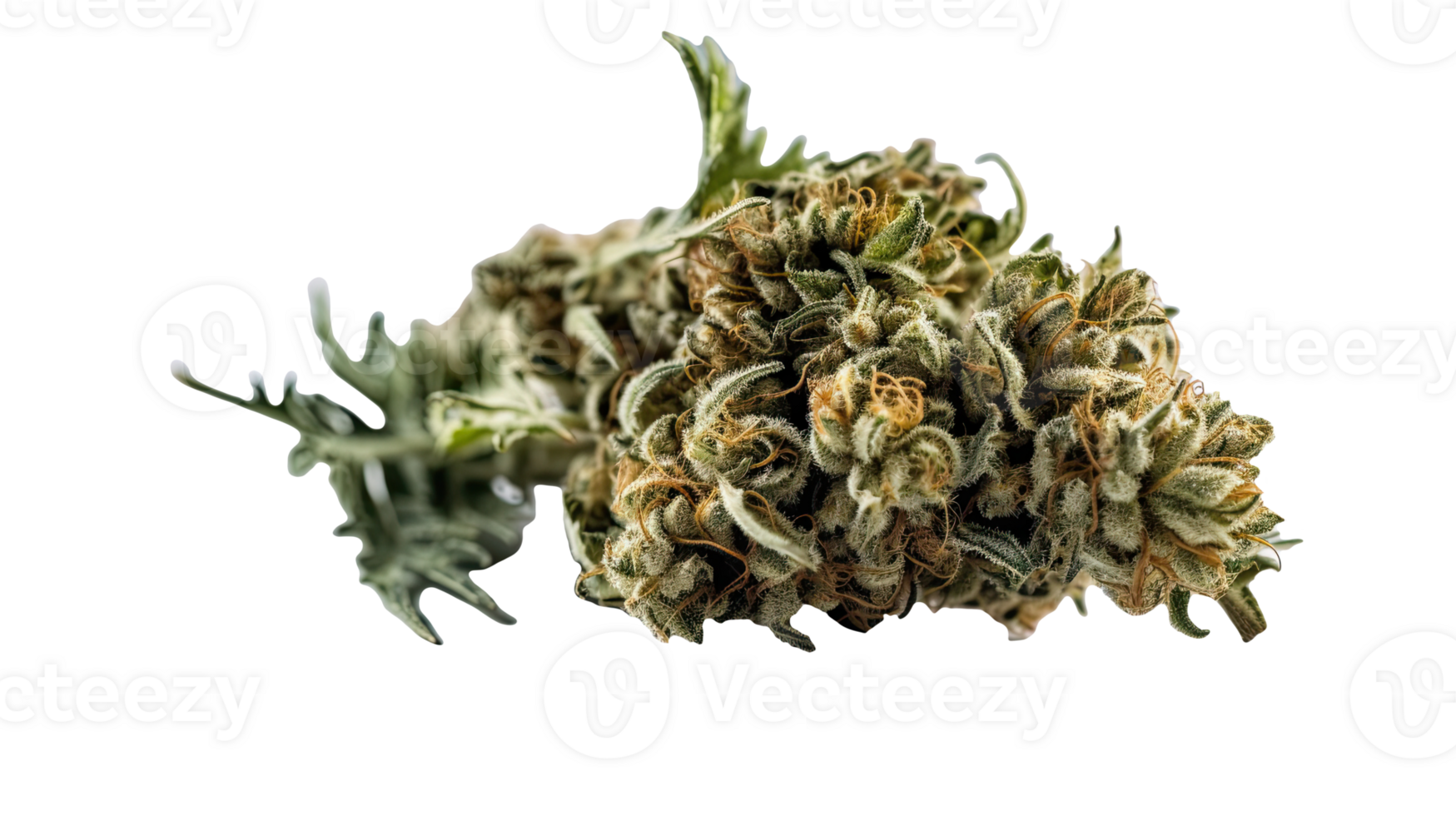 Dried Marijuana or Cannabis Buds on Transparent Background. Therapeutic and Medicinal Weed, . png