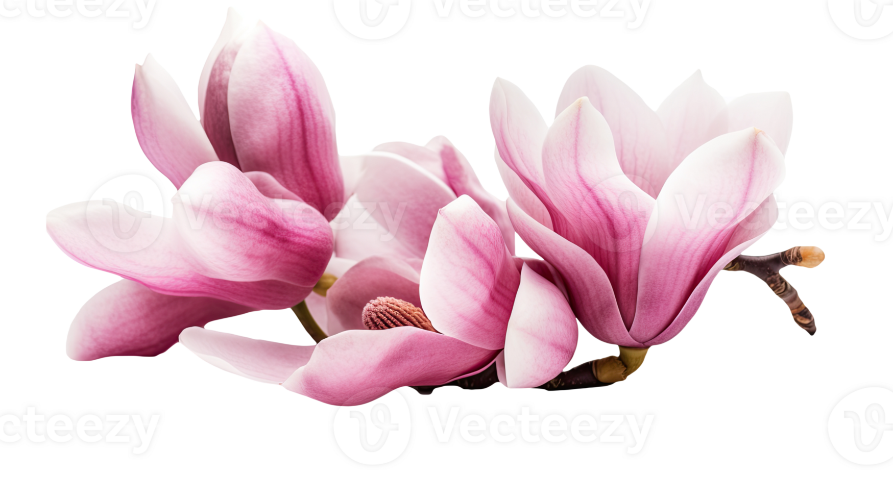 Beautiful Image of Pink Fresh Magnolia Flowers on Transparent Background, . png