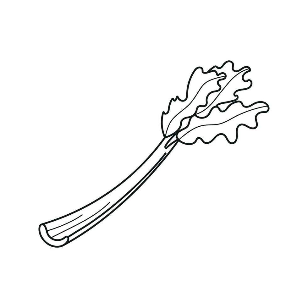 Vector illustration of celery stalk in doodle style.