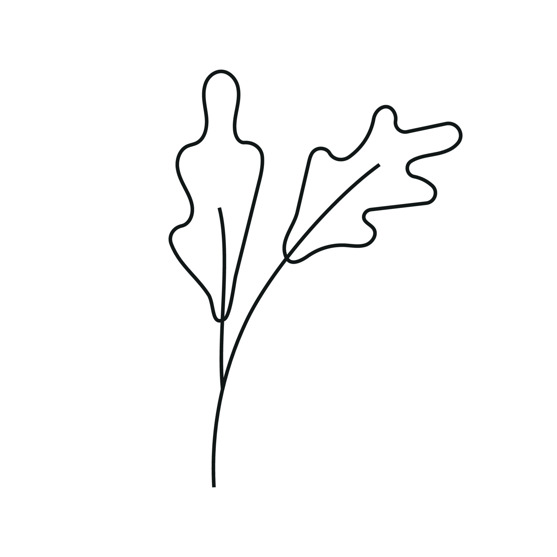 Vector illustration of salad greens in doodle style 24381953 Vector Art