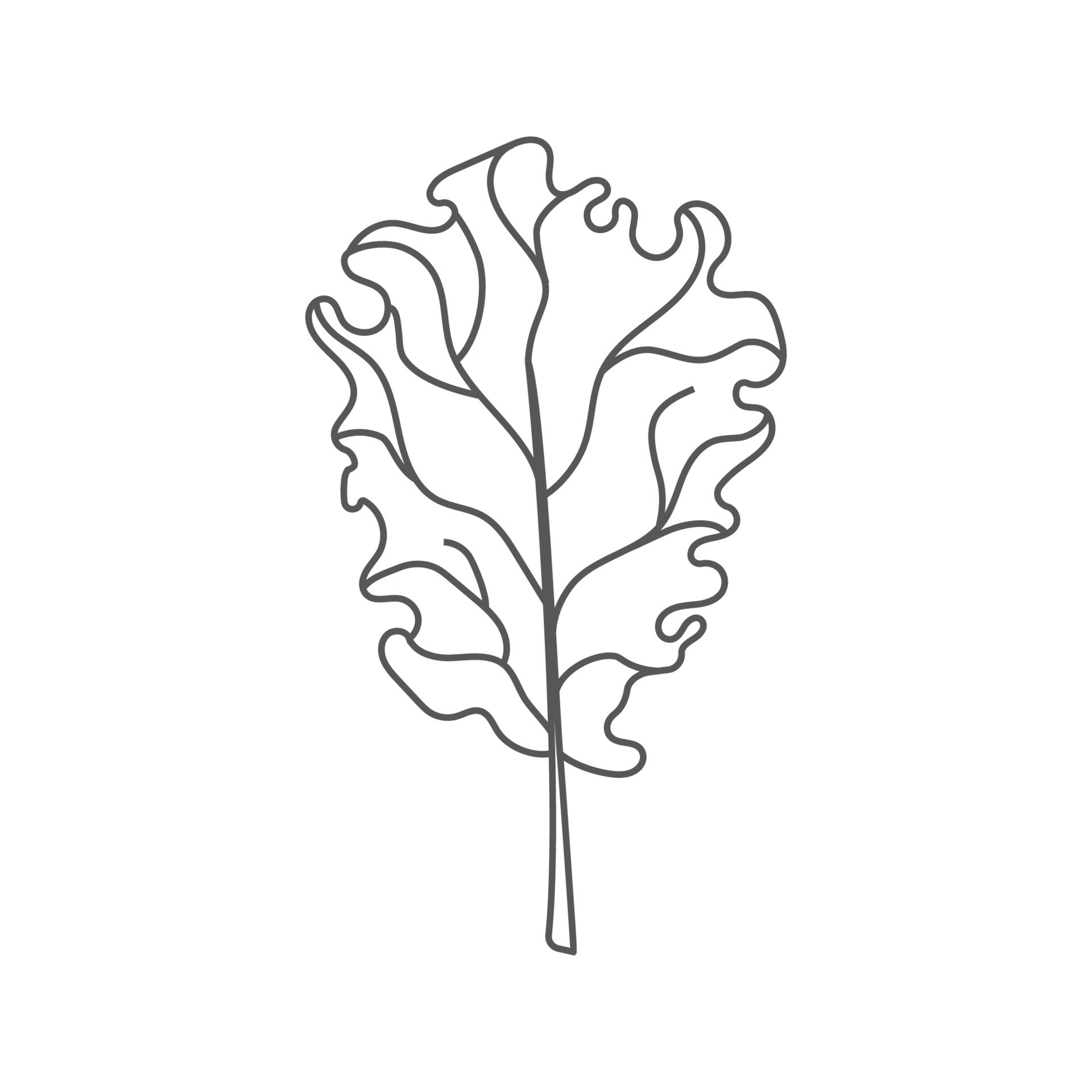 Vector illustration of lettuce leaf in doodle style 24381991 Vector Art