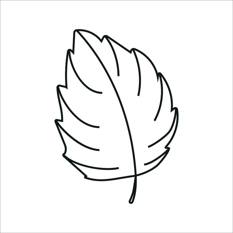 Vector illustration of basil leaf in doodle style 24381998 Vector Art
