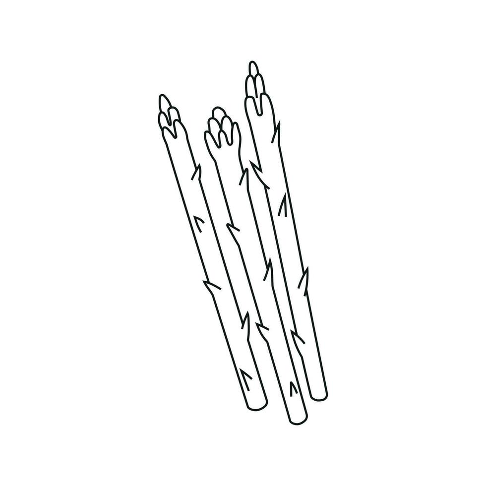 Vector illustration of asparagus in doodle style.