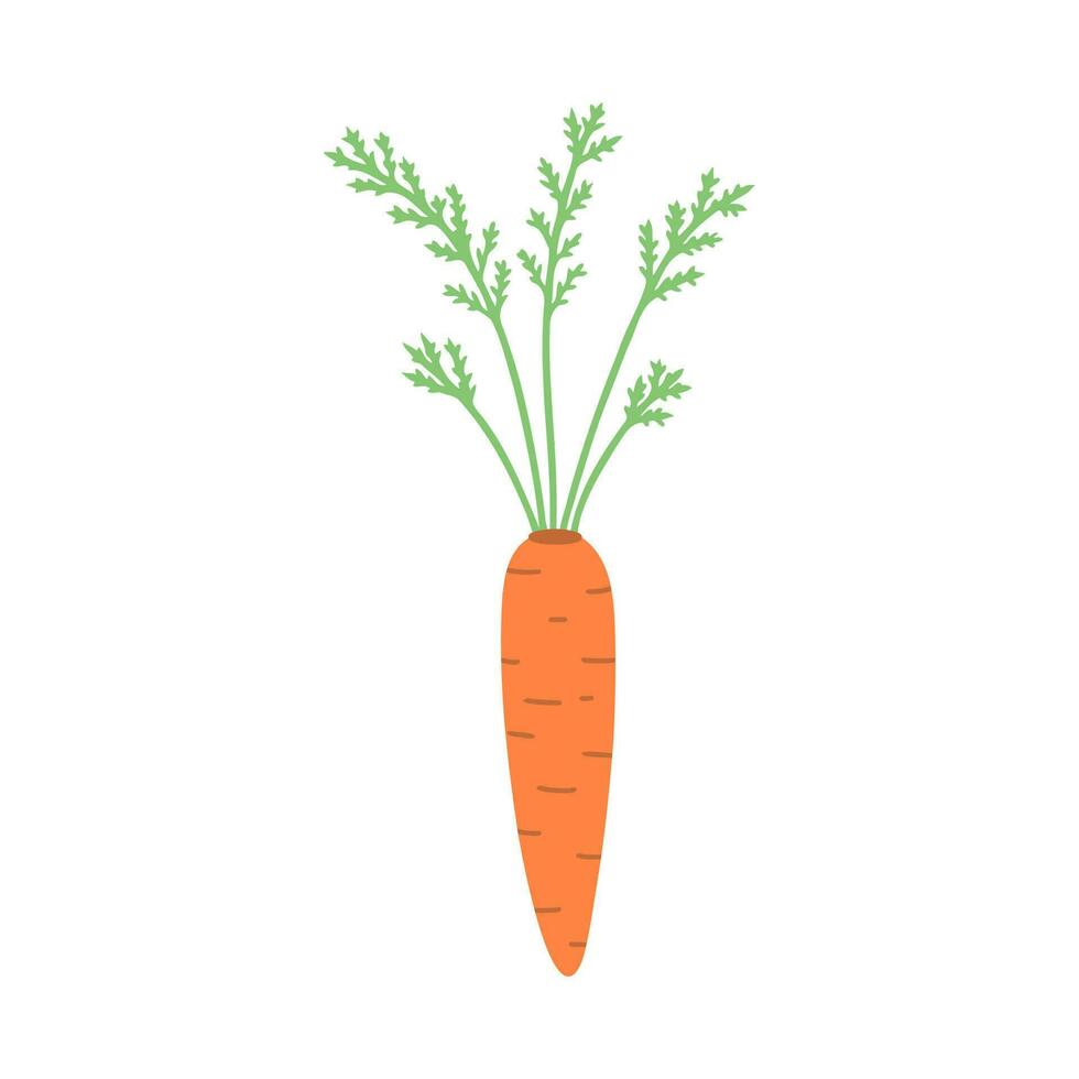 Carrot, vegetable, harvest. Illustration for printing, backgrounds, covers and packaging. Image can be used for greeting cards, posters, stickers and textile. Isolated on white background. vector