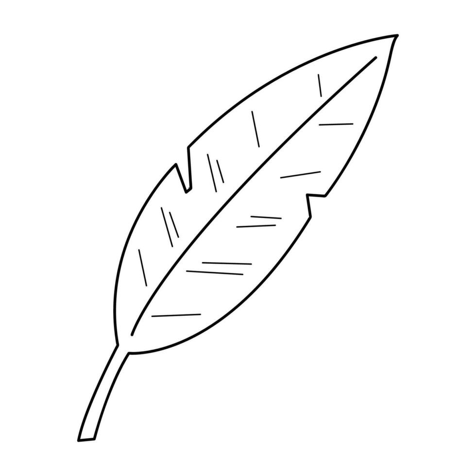 Palm leaf in doodle style7. Black and white vector illustration.
