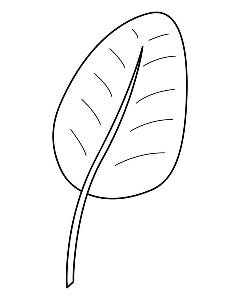 Palm leaf in doodle style3. Black and white vector illustration.