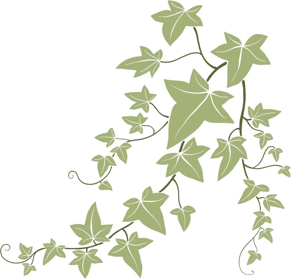 ivy vine illustration png