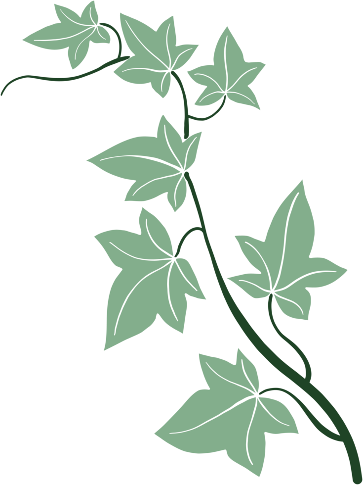 ivy vine illustration png