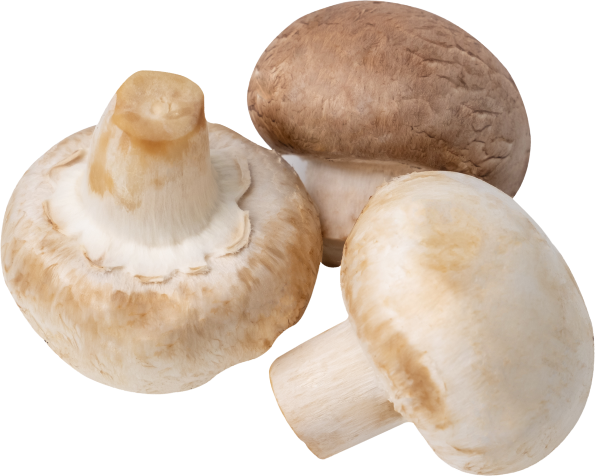 cremini mushroom cut out on transparent background. png