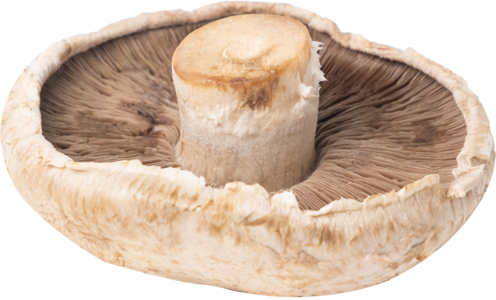 portobello mushroom cut out on transparent background. png
