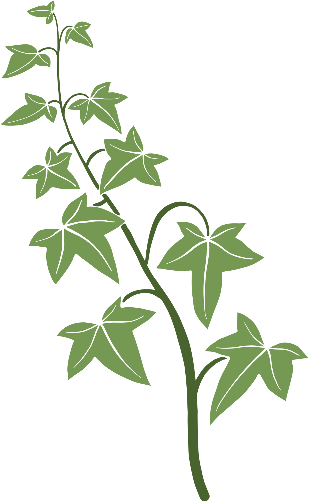 ivy-vine-illustration-24382972-png