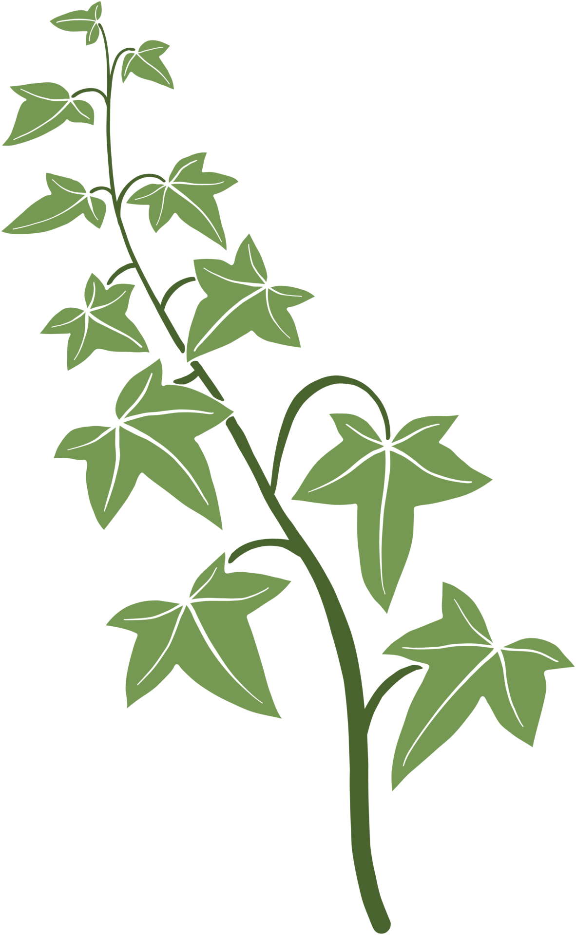 Ivy Vine Illustration 24382972 PNG