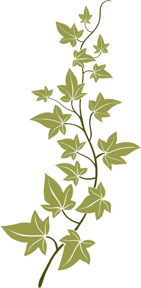 ivy vine illustration png