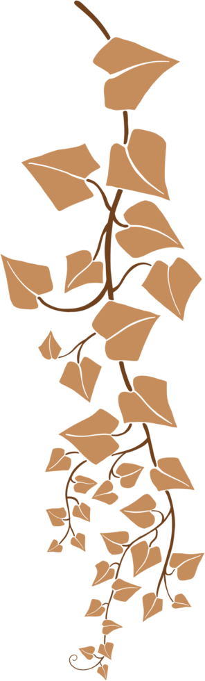 ivy vine illustration png