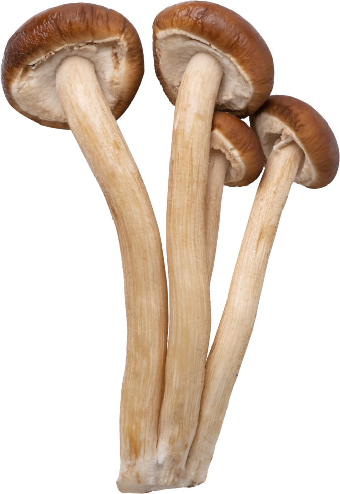 enoki mushroom cut out on transparent background. png