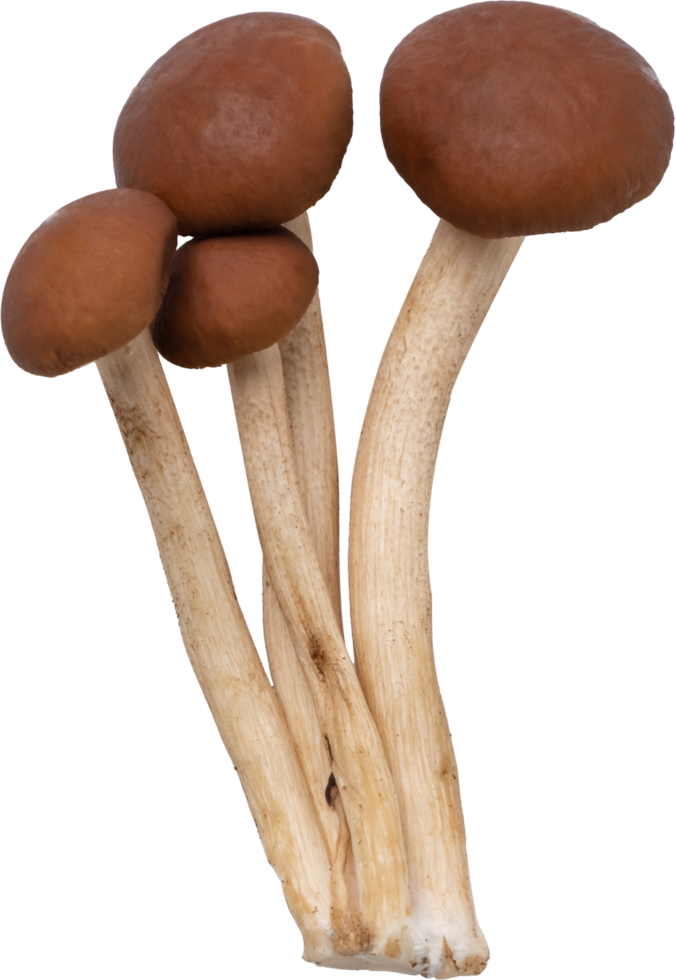 enoki cogumelo cortar Fora em transparente fundo. png