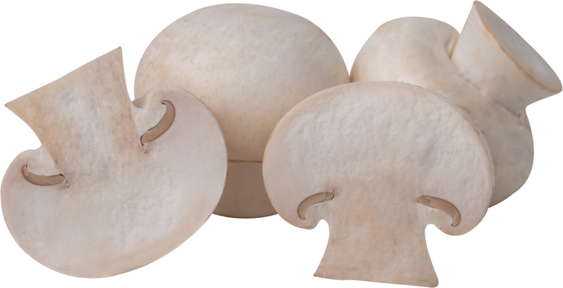 cremini mushroom cut out on transparent background. png