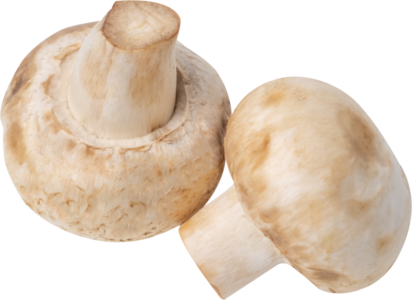 cremini mushroom cut out on transparent background. png