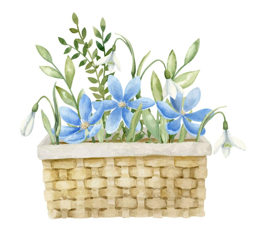 Blue daisy flower in wicked Basket. Hand drawn watercolor illustration on white isolated background. Bouquet of wild forest plants in vintage retro box for icon or logo. Drawing for greeting cards. vector