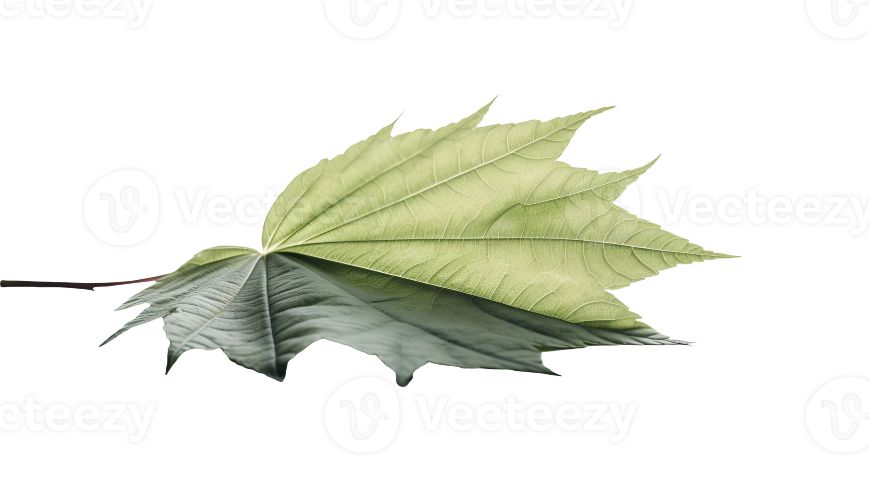 Macro Image of Green Maple Leaf on Transparent Background. . png