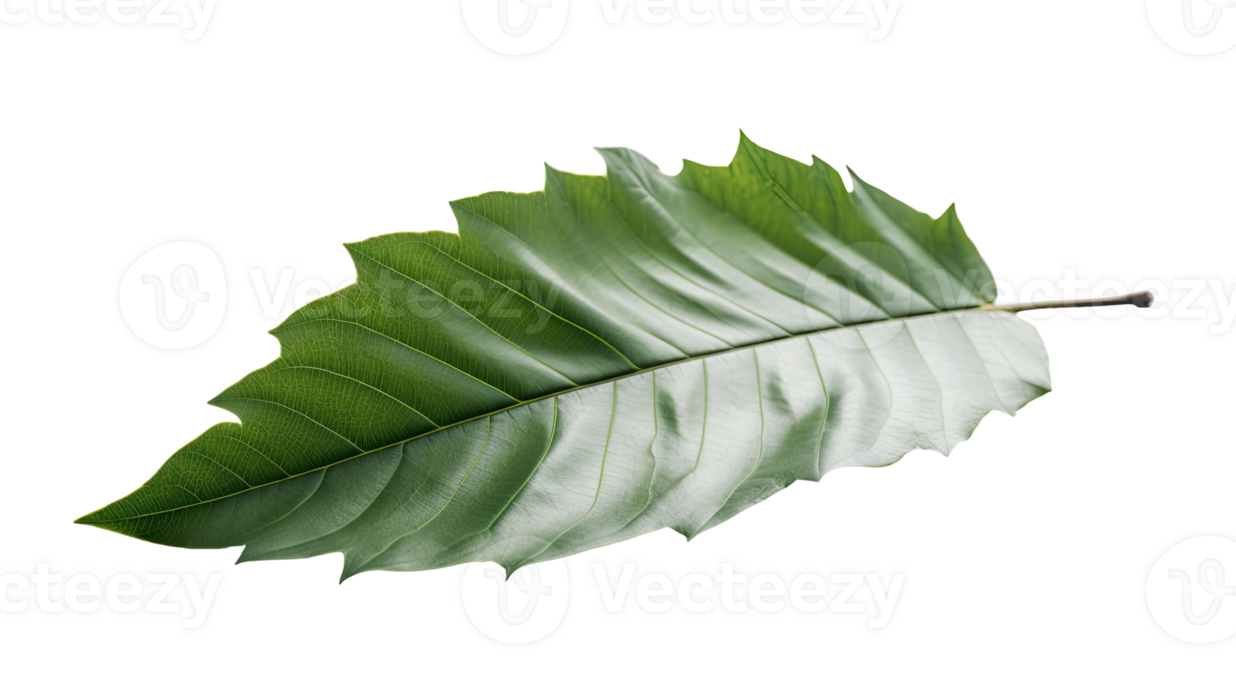 Image of Green Leaf on Transparent Background. . png