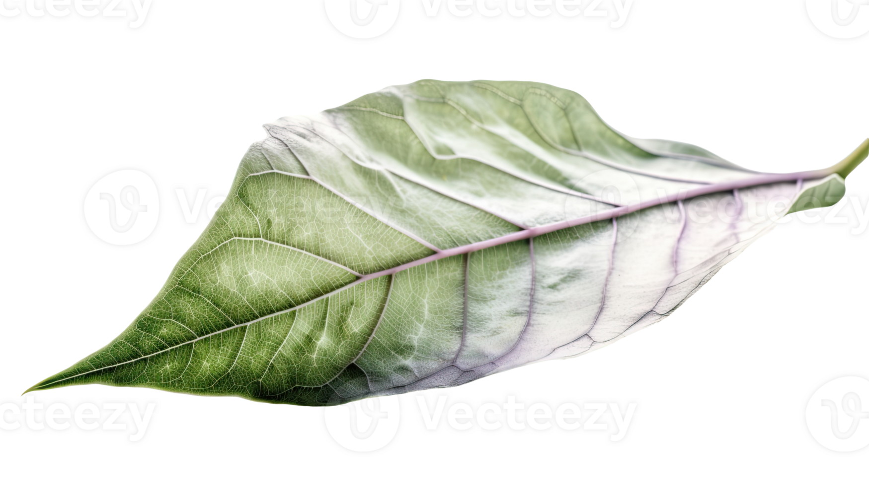 Macro Image of Green Leaf on Transparent Background. . png