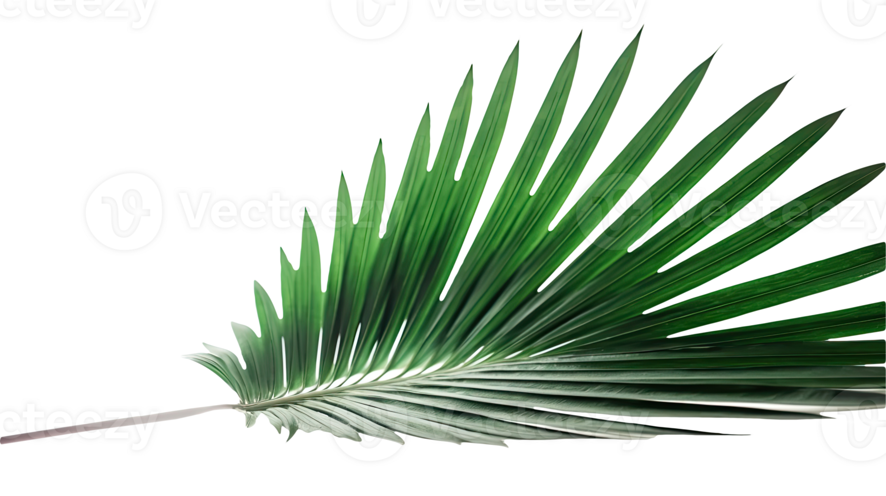 Stunning Image of Tropical Palm Leaf on Transparent Background. . png