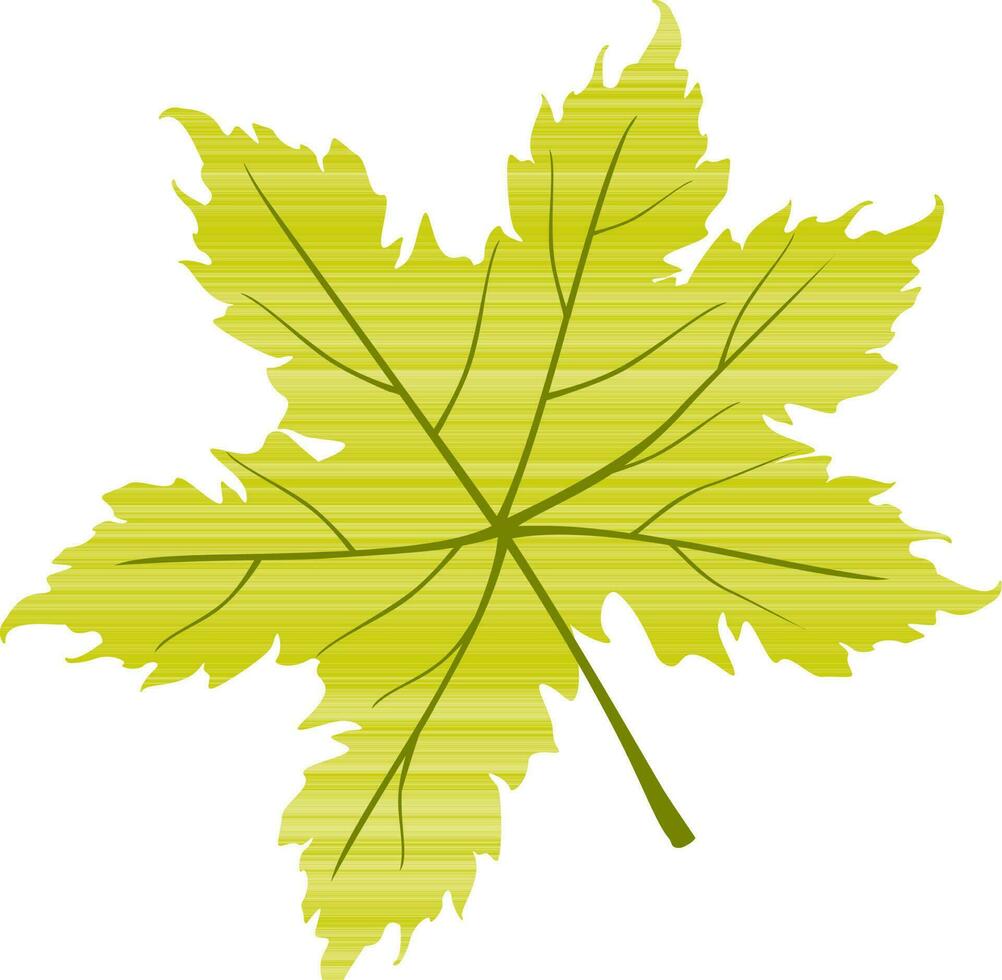 Illustration of maple leaves. vector