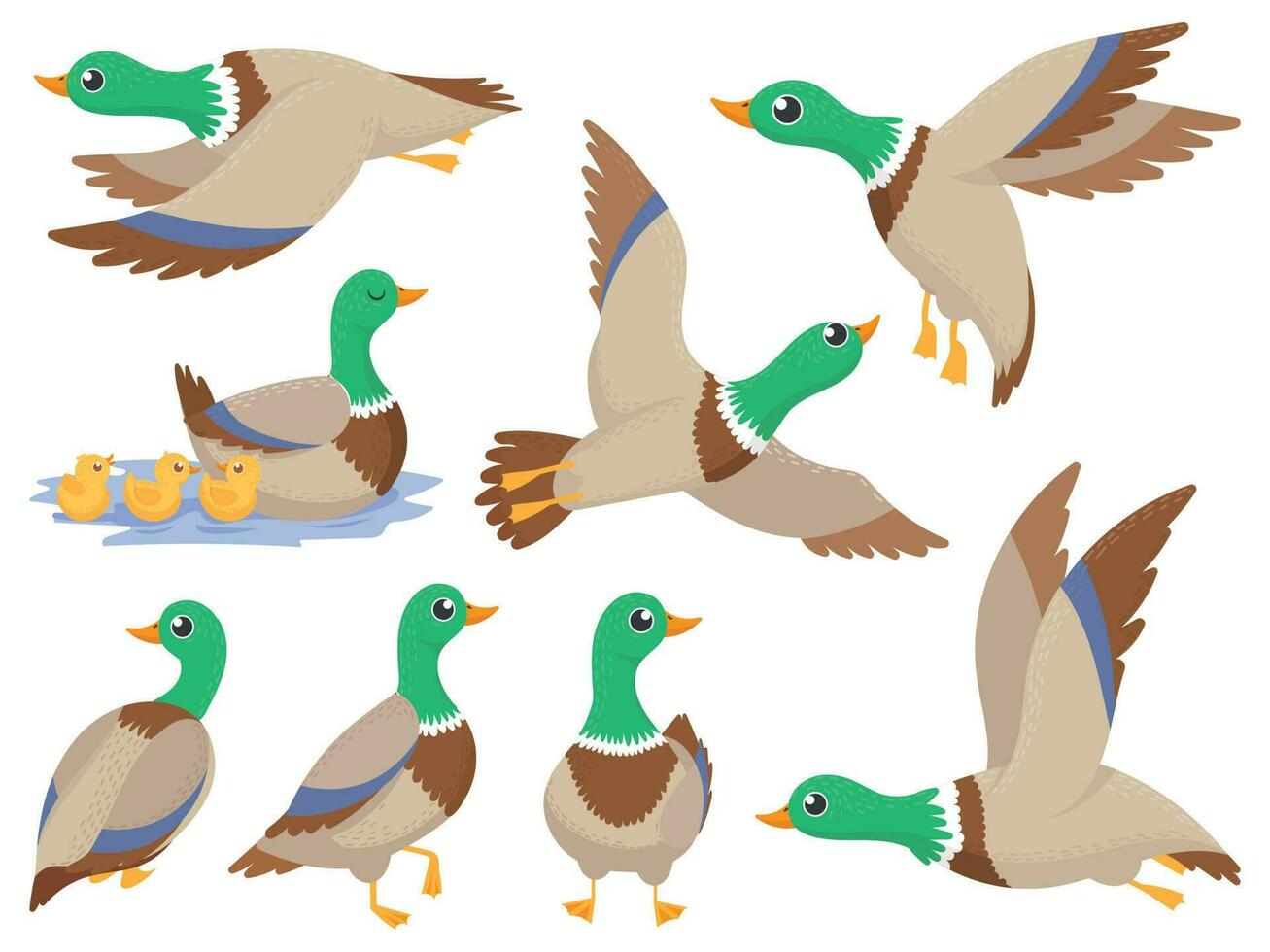 salvaje patos. pato real pato, linda volador ganso y verde con membrete nadando bulo aislado dibujos animados vector ilustración conjunto