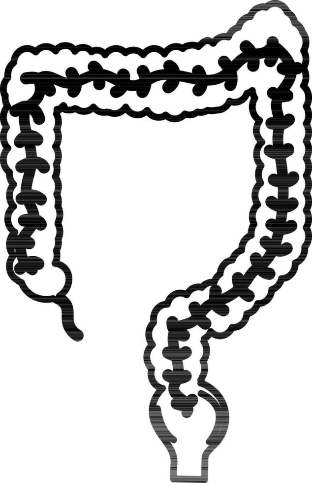 Black line art large intestine. vector