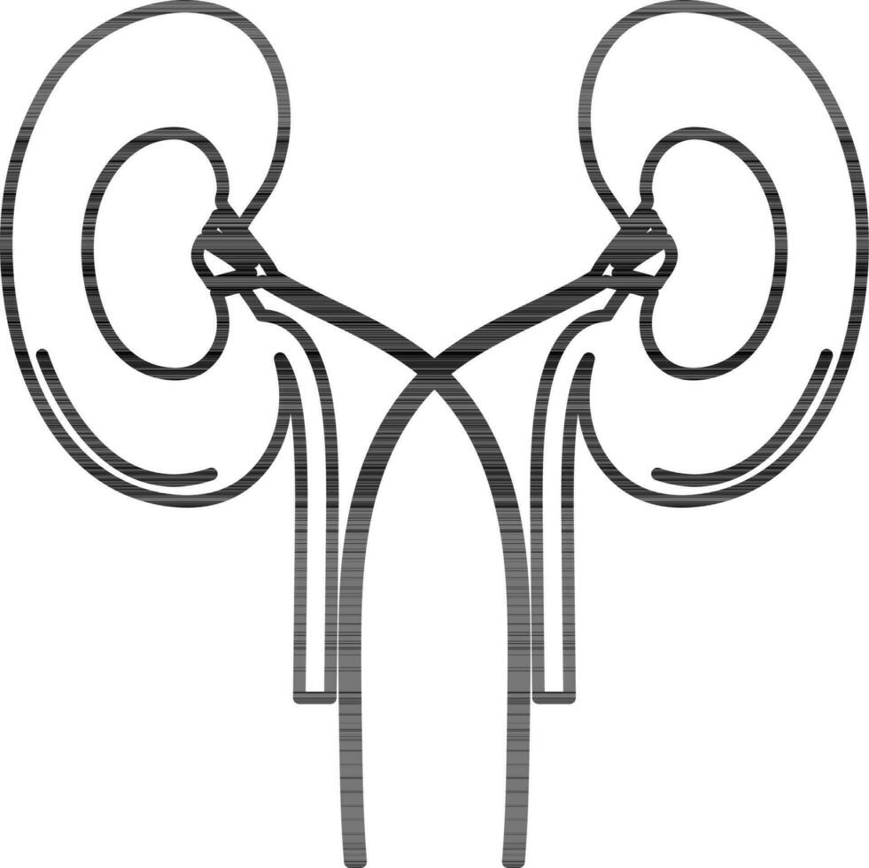 Human kidneys in black line art. vector