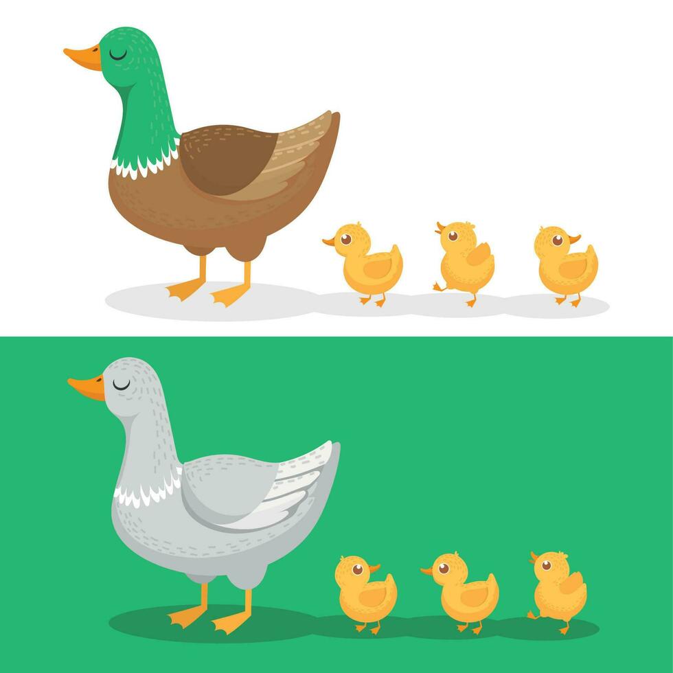 Ducklings and mother duck. Ducks family, duckling following mom and walking mallard baby chicks group cartoon vector illustration