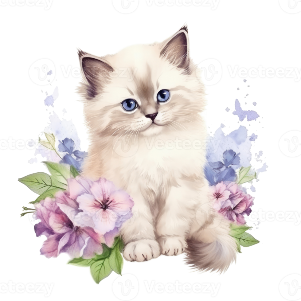 Watercolor painting of Ragdoll Kitten isolated transparent background, Digital art, image file format, png