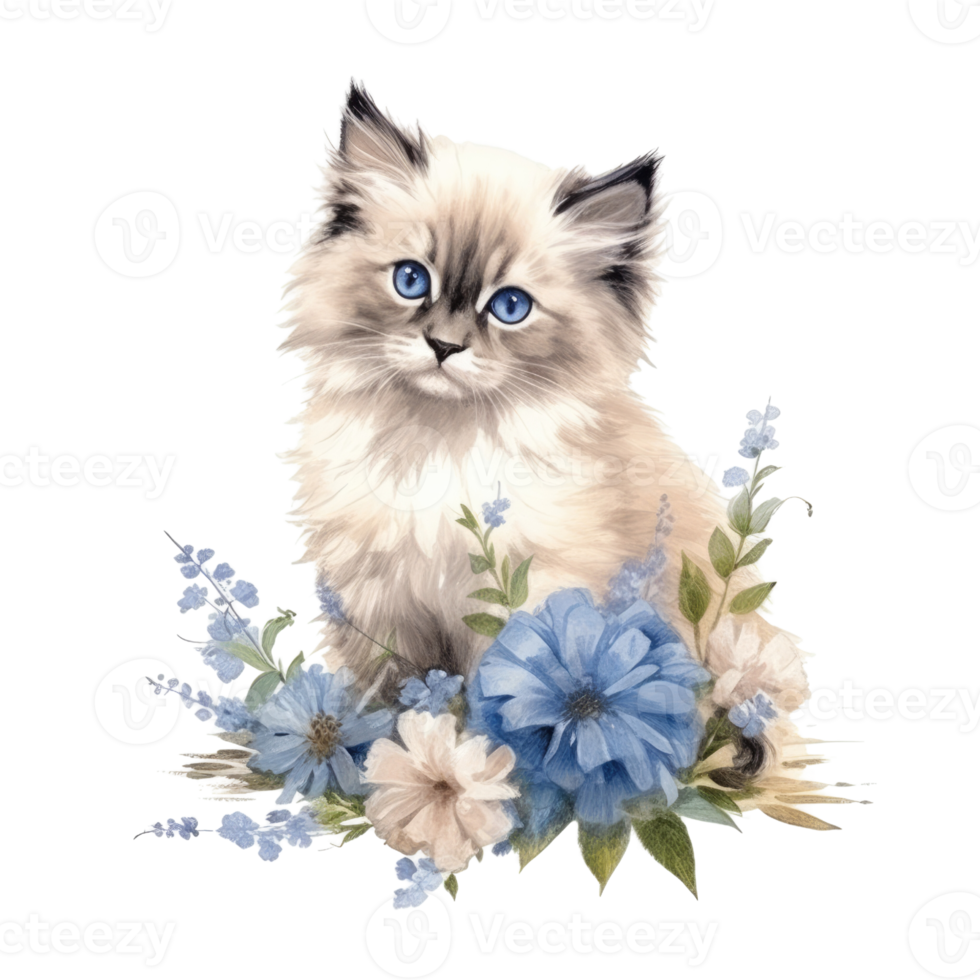 Watercolor painting of Ragdoll Kitten isolated transparent background, Digital art, image file format, png