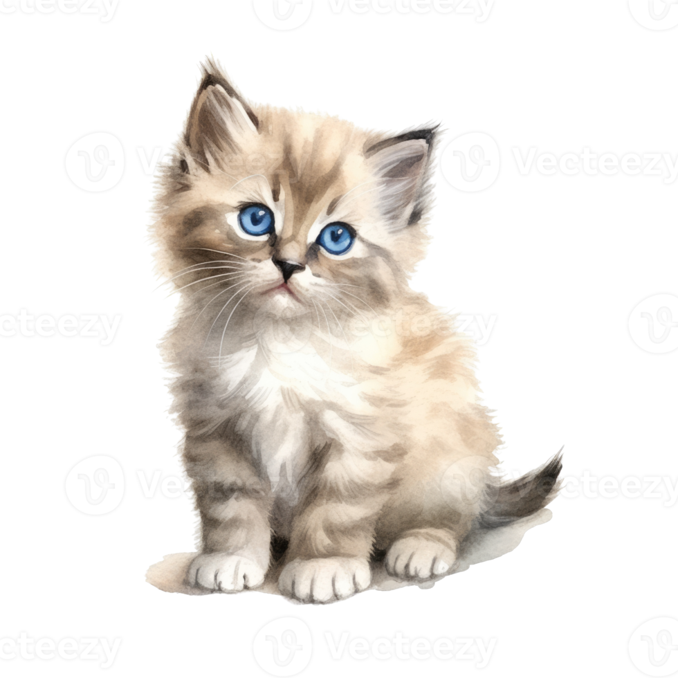 Watercolor painting of Ragdoll Kitten isolated transparent background, Digital art, image file format, png