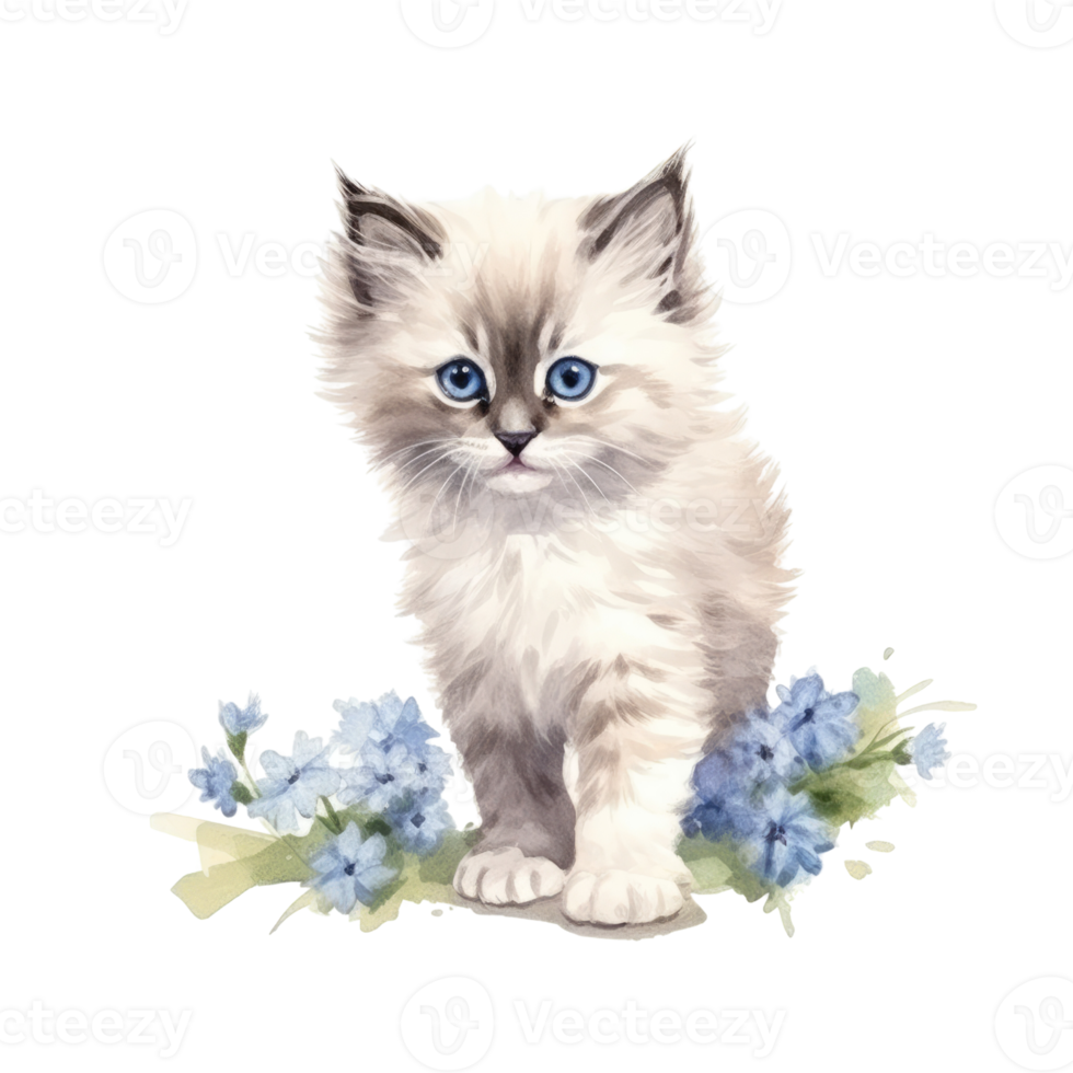 Watercolor painting of Ragdoll Kitten isolated transparent background, Digital art, image file format, png