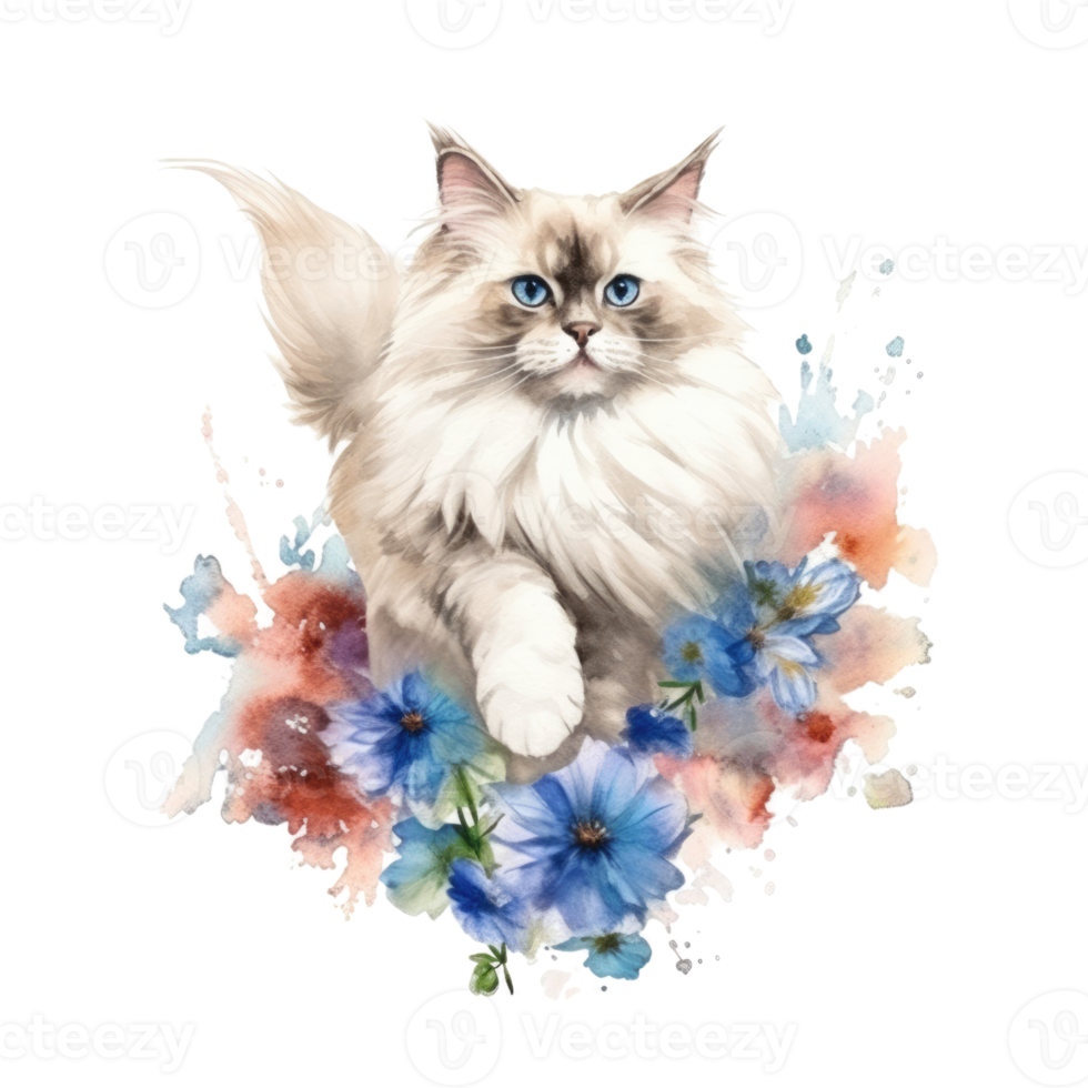 Watercolor painting of Ragdoll Cat isolated transparent background, Digital art, image file format, png