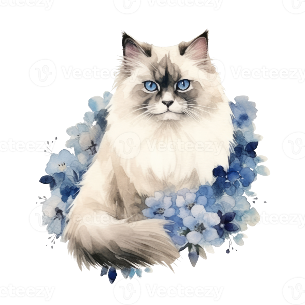 Watercolor painting of Ragdoll Cat isolated transparent background, Digital art, image file format, png