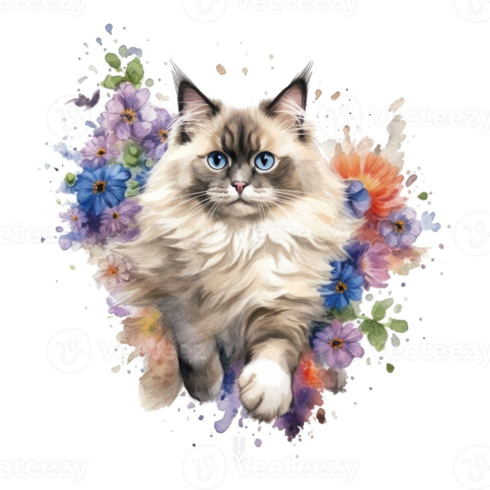 Watercolor painting of Ragdoll Cat isolated transparent background, Digital art, image file format, png