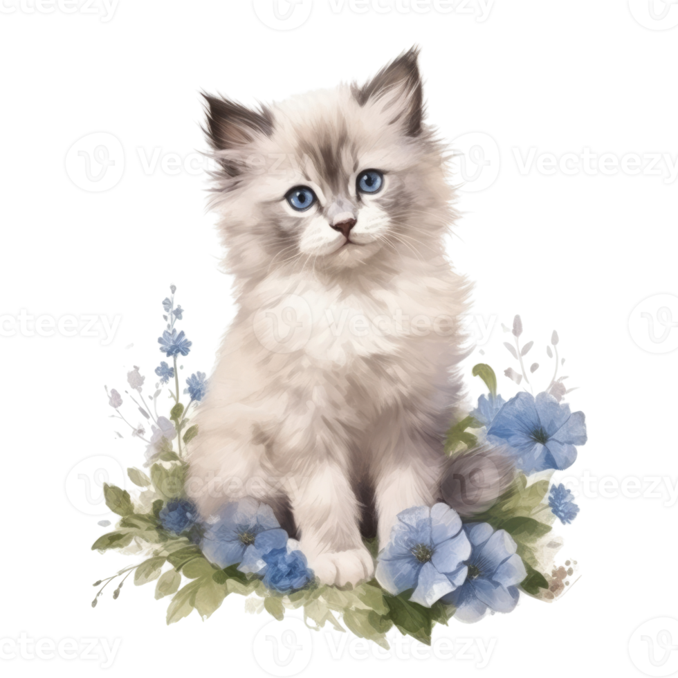 Watercolor painting of Ragdoll Kitten isolated transparent background, Digital art, image file format, png