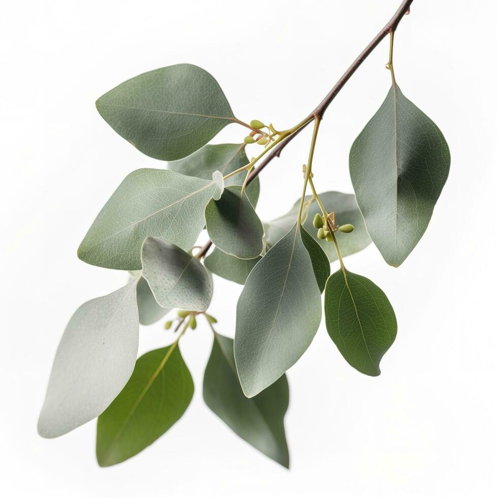 Eucalyptus branch isolated on white background. Flat lay, top view. floral concept, generate ai photo