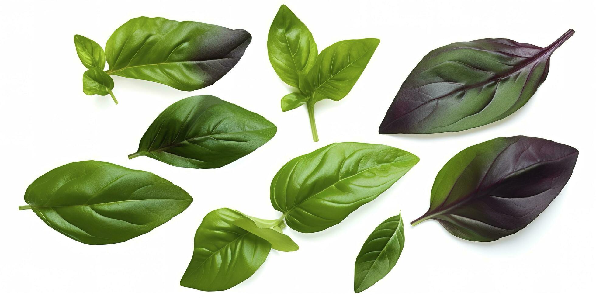 Green basil leaves with Clipping paths, full depth of field. Fresh red basil herb leaves isolated on white background. Purple Dark Opal Basil. Focus stacking, generate ai photo