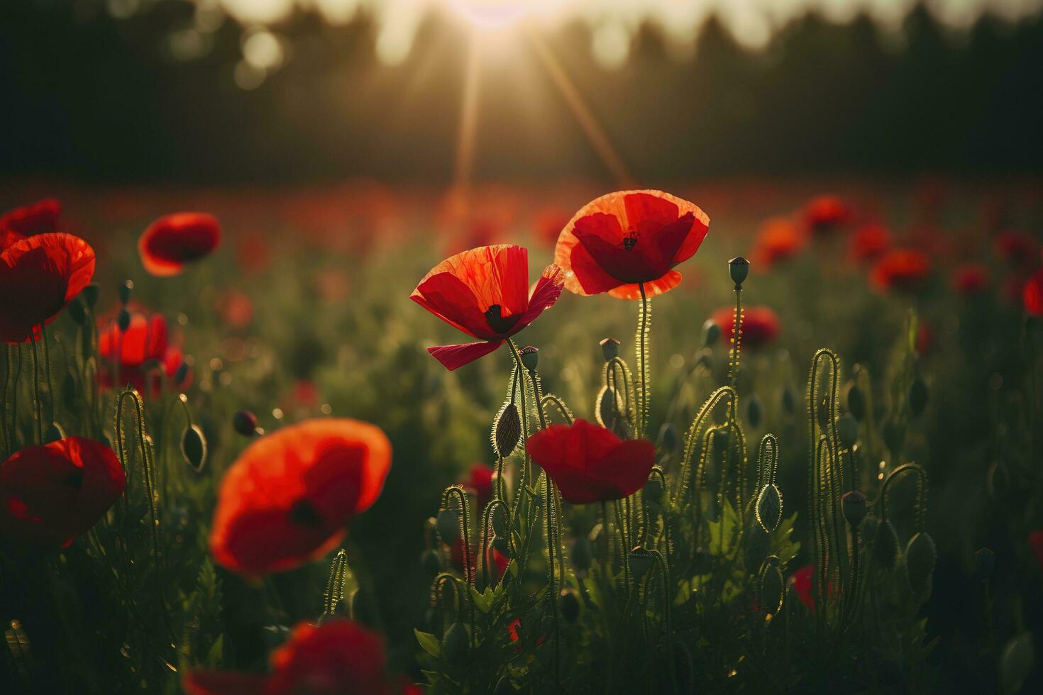 Anzac Day memorial poppies. Field of red poppy flowers to honour fallen veterans soldiers in battle of Anzac armistice day. Wildflowers blooming poppy field landscape, generate ai photo