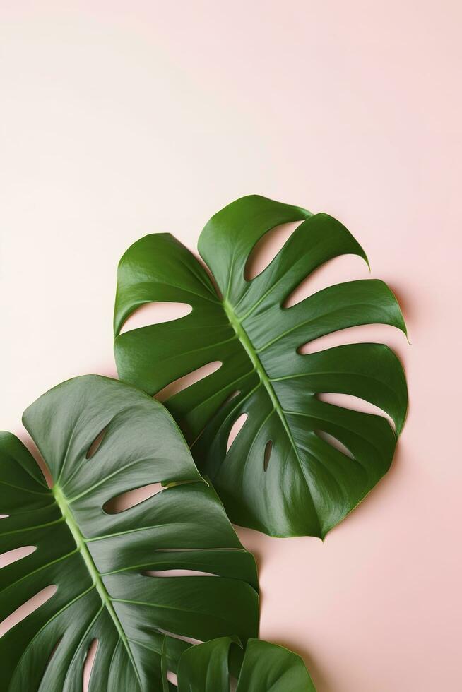 Beautiful tropical palm monstera leaves branch isolated on bright pink background, top view, flat lay, overhead above summer beauty blank design concept , generate ai photo